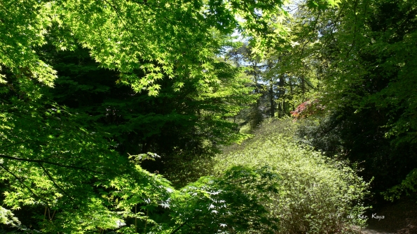 Bois des Moutiers (213) Mai 2012